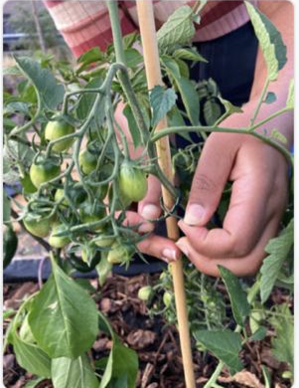 Grow Your Own: Micro-Garden Sessions